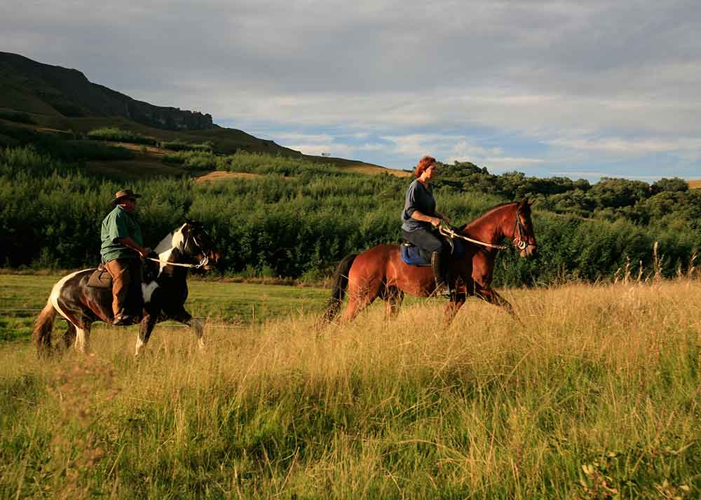 Cleopatra's Mountain Farm House, Horses