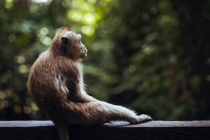 bali-monkey-sanctuary
