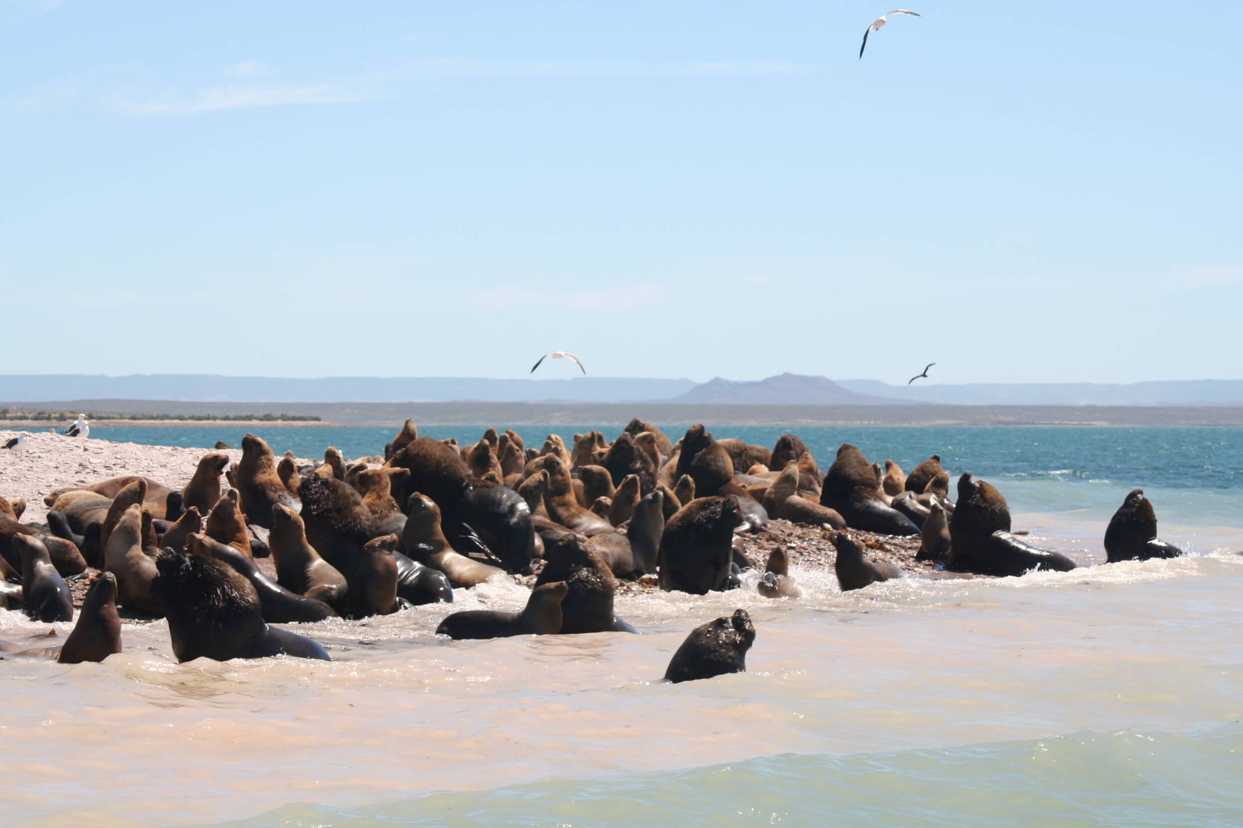 Bahia Bustamante (46)