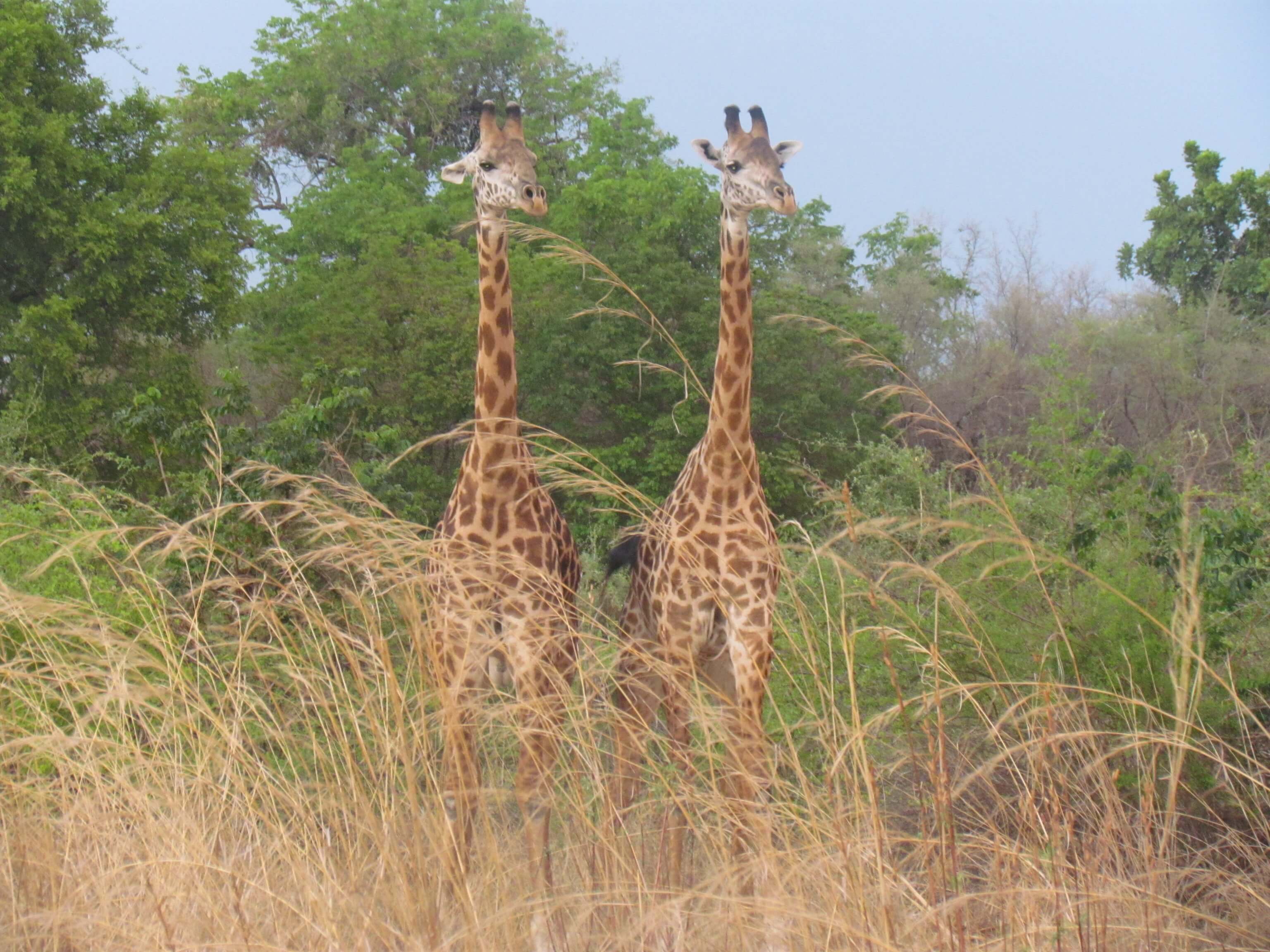 Giraffe, South Luangwa