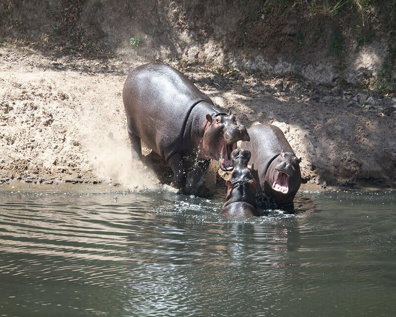 7.Hippo,-Masai-Mara