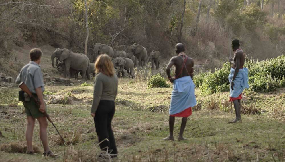 Kitich Camp - Forest Walk - Elephants