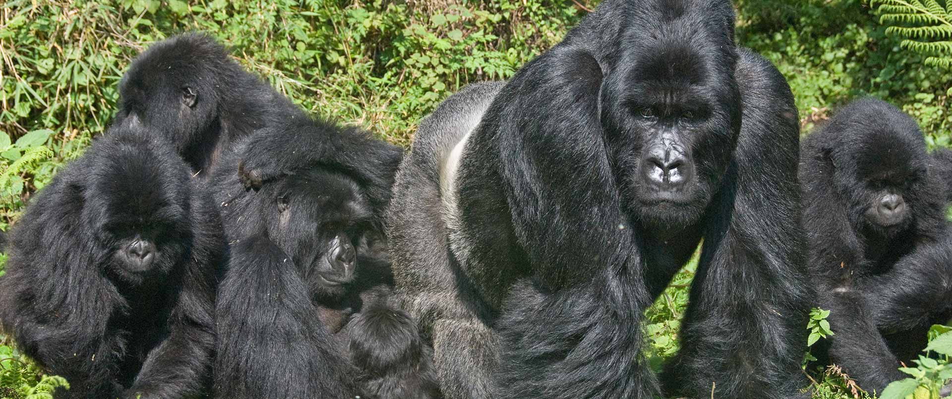 Rwanda_Gorillas