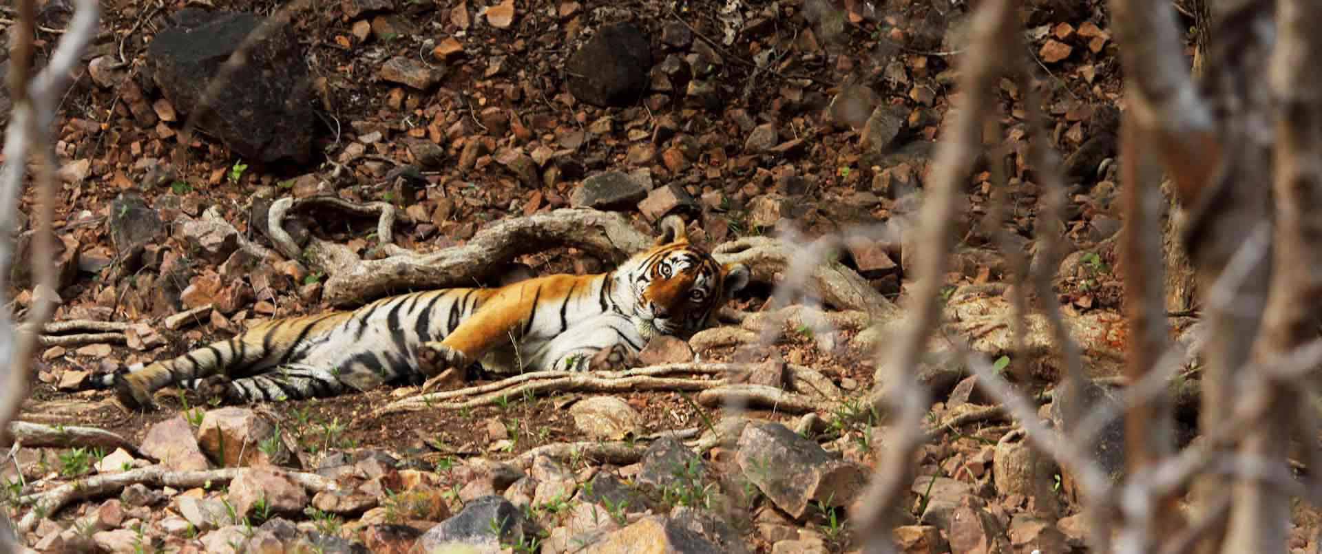tiger spotting india