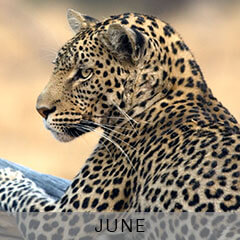 JUNE---ZAMBIA