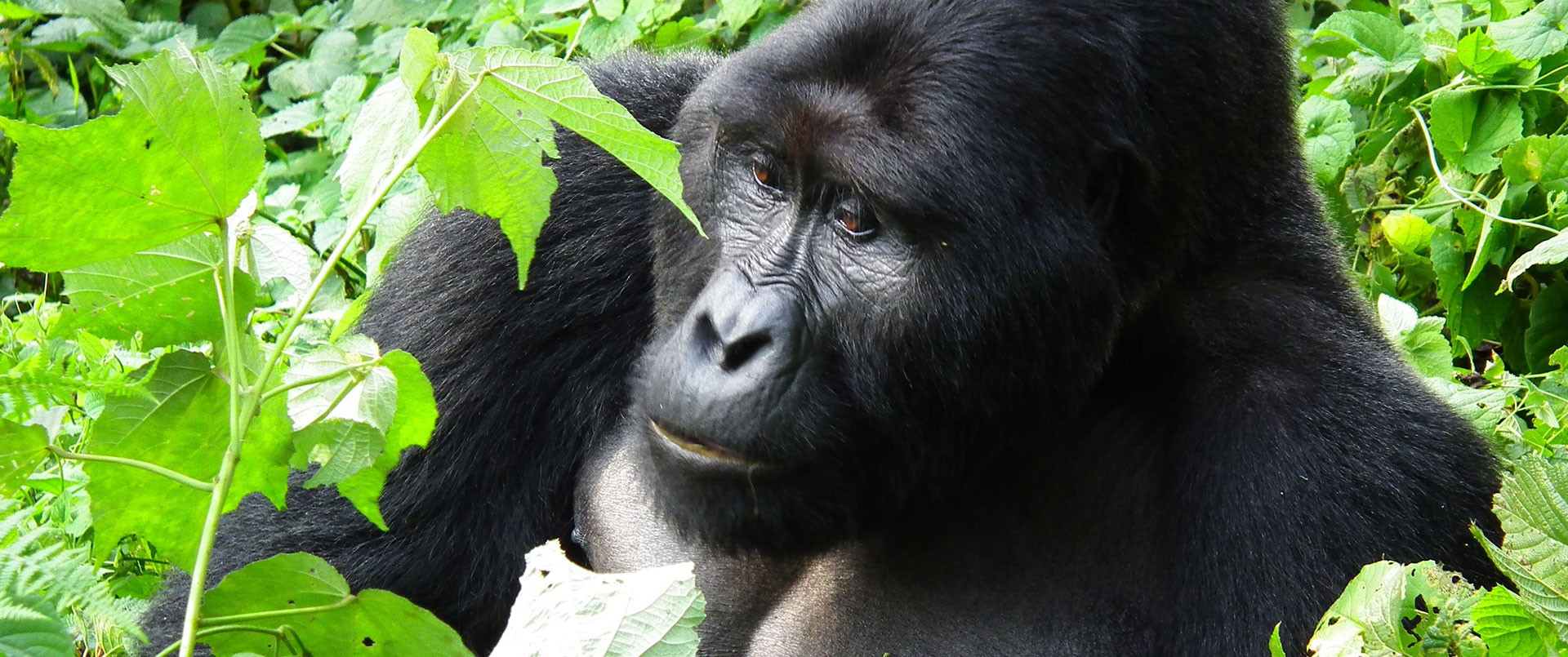 Gorilla in Bwindi Impenetrable Forest, Uganda | The Ultimate Travel Company