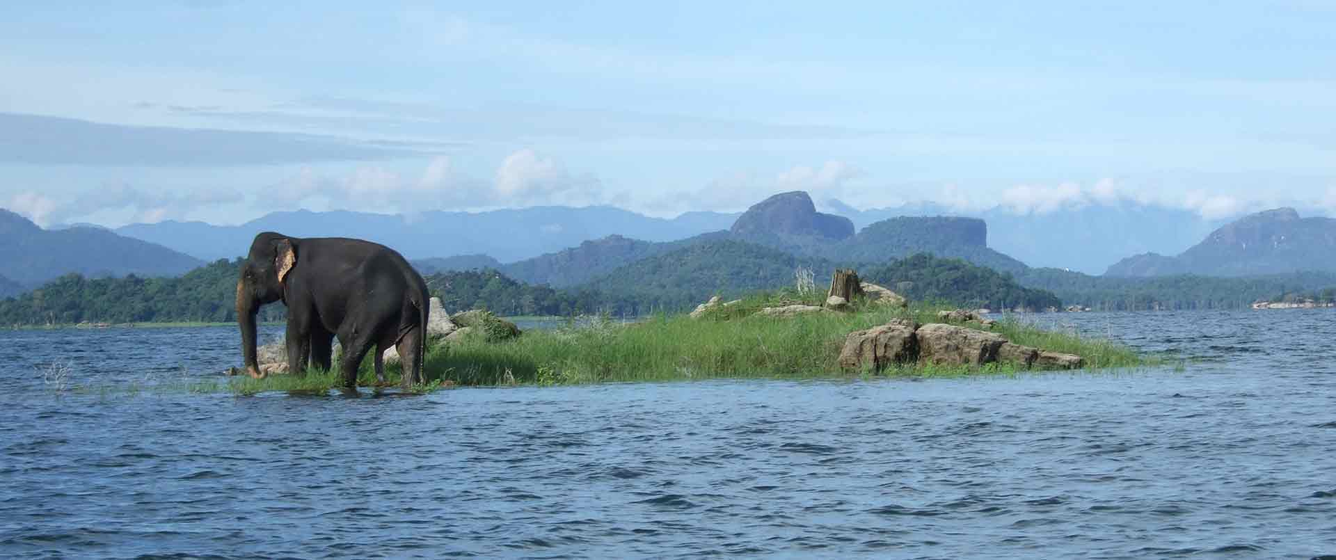 hello from sri lanka