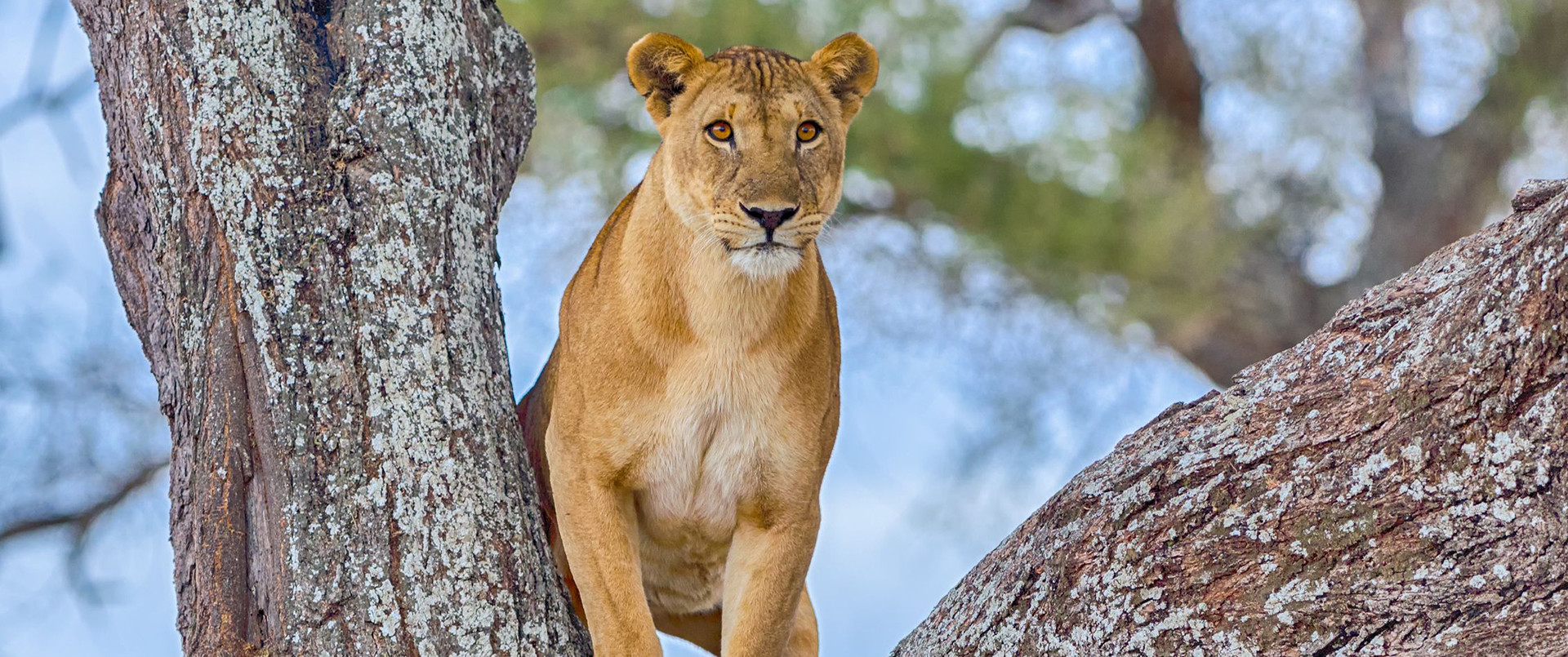 Sleeping Lions of the Serengeti