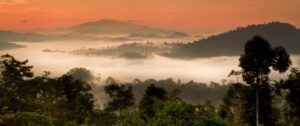 rainforest borneo