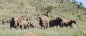 conservation in borana