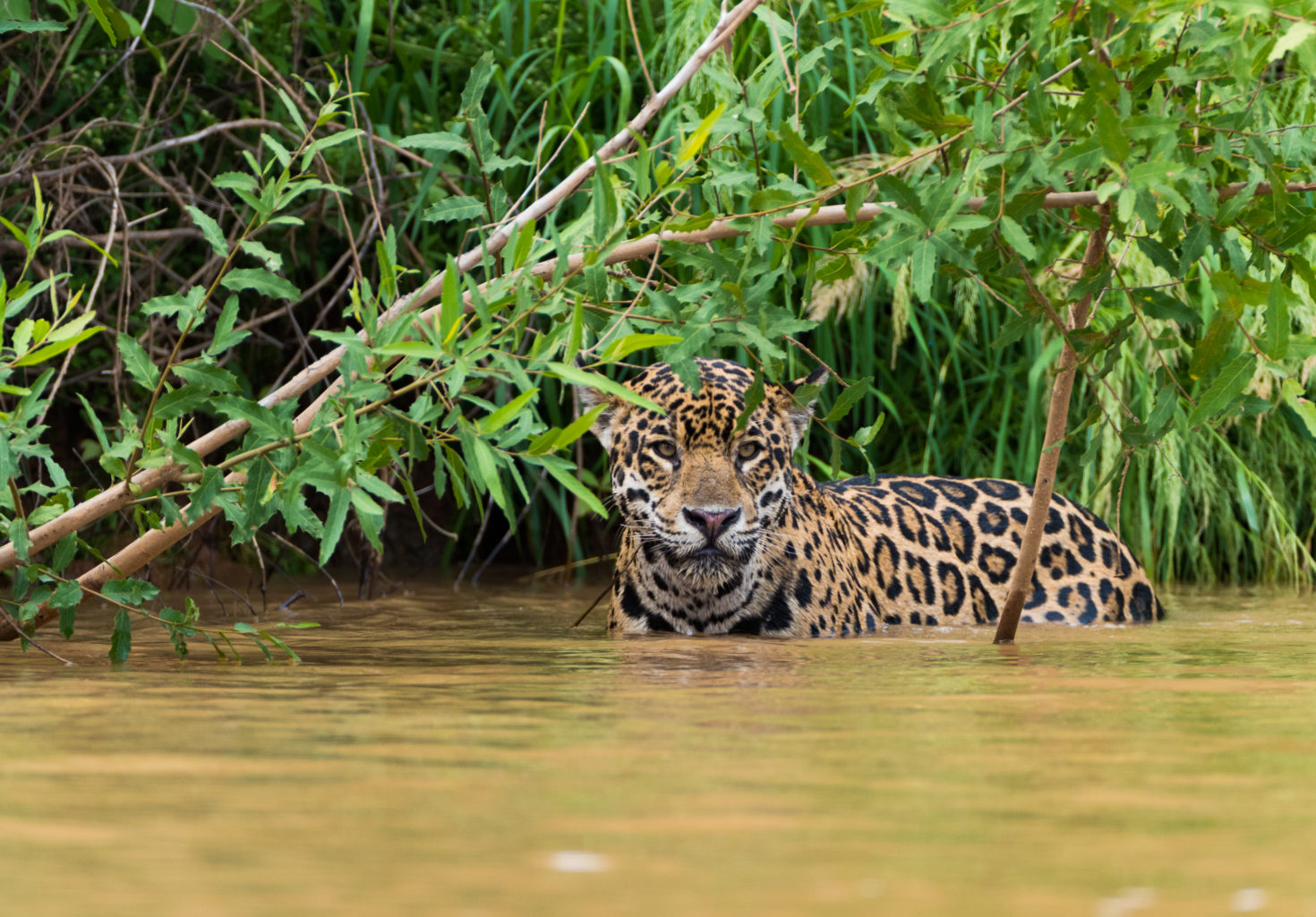 discover incredible wildlife latin america