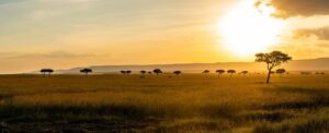 Panoramic View on the Maasai Mara at Sunset | Africa | The Ultimate Travel Company