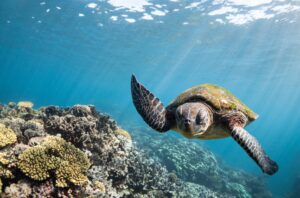 Turtle Swimming in the Indian Ocean in Ningaloo Reef | Australia | The Ultimate Travel Company