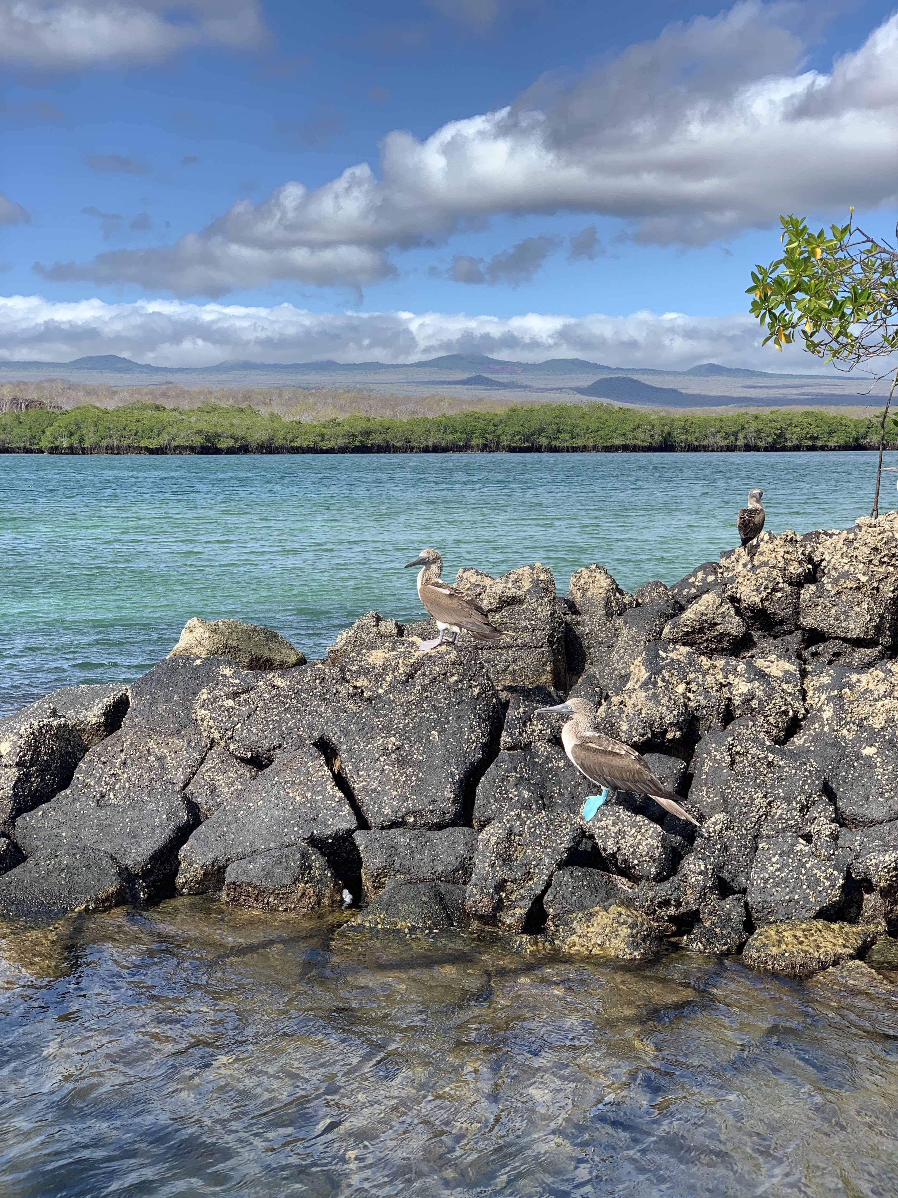 Galapagos birds