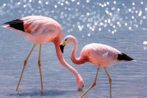 Pink Andean Flamingos in Atacama Desert | Chile | The Ultimate Travel Company