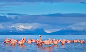Flock of Chilean Flamingos in the Water | Luxury Chile Holidays | The Ultimate Travel Company