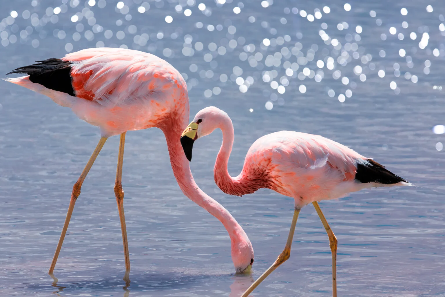 Two Flamingos in the Water in Chile | Luxury Chile Holidays | The Ultimate Travel Company