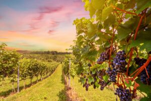 Sunset Over Vineyards With Red Wine Grapes in Chilean Winelands | Luxury Chile Holidays | The Ultimate Travel Company