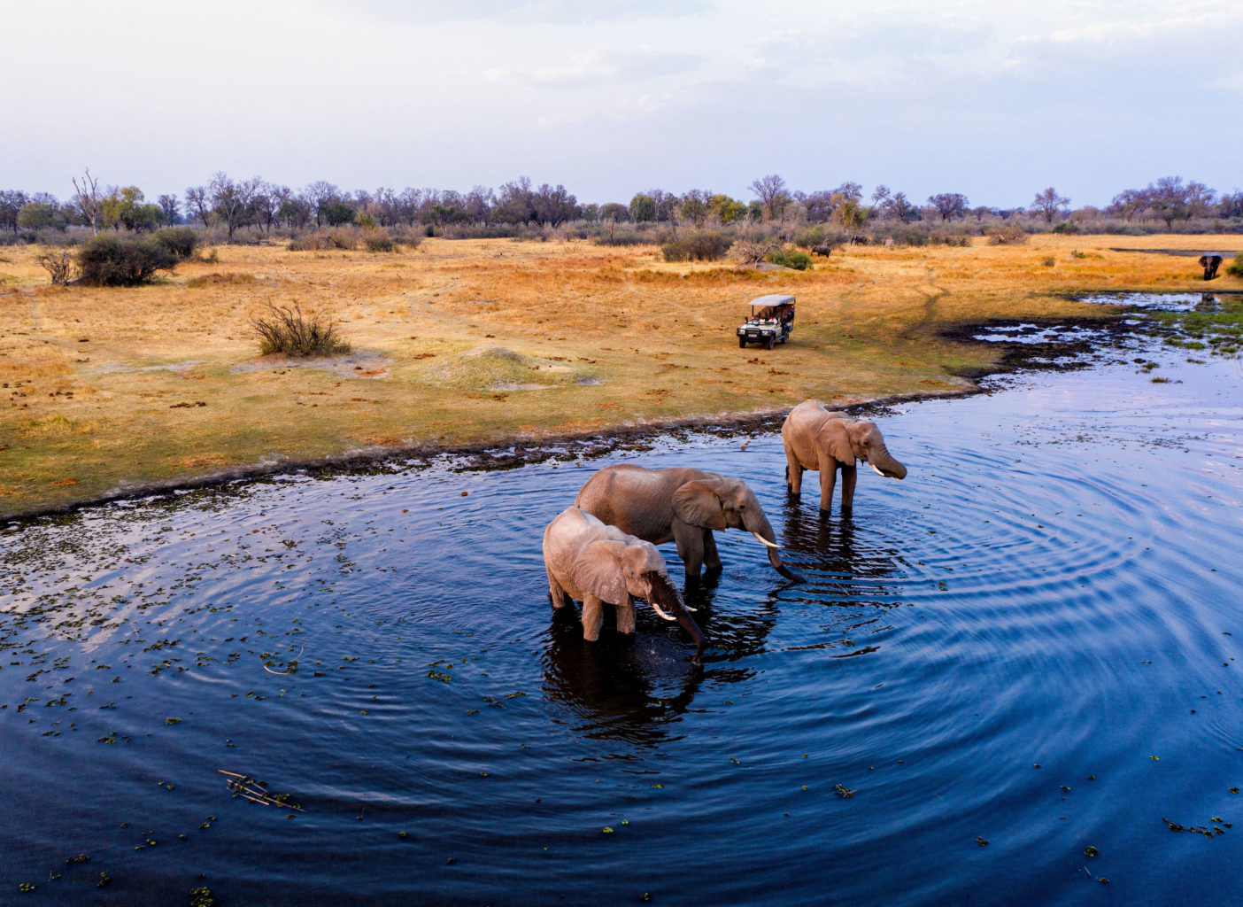 Elephants in the Water | Luxury Botswana Safari Holidays | The Ultimate Travel Company