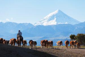 Patagonia Land of the Giants - argentina or chile