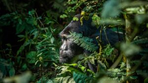 Gorilla in the Forest | Luxury Uganda Holidays | The Ultimate Travel Company