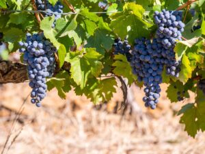 The Winelands | Grape | Ultimate Travel Company