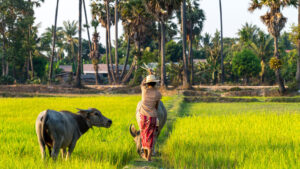 Traditional Farming | Cambodia | The Ultimate Travel Company