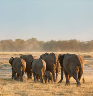 Amboseli National Park | Wildlife And Scenic Beauty | The Ultimate Travel Company