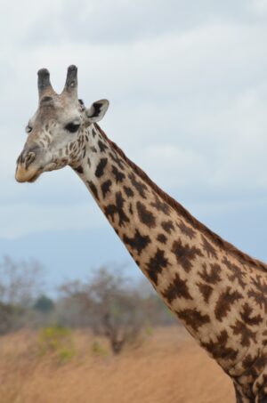 Serengeti National Park | Giraffe | Ultimate Travel Company