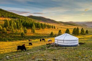 Cows and a Tent in Mongolia | Luxury Mongolia Holidays | The Ultimate Travel Company