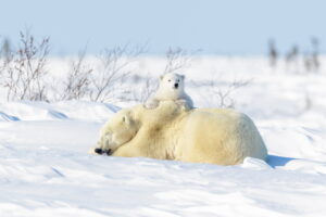 Manitoba | Polar Bear | Ultimate Travel Company