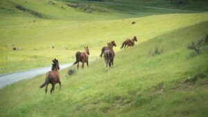 Horses in Wellington Martinborough | New Zealand Holidays | The Ultimate Travel Company