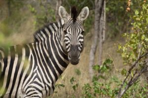 Sabi Sands Game Reserve | Zebra | Ultimate Travel Company