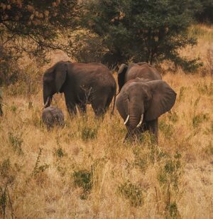Meru National Park | Meru Luxury Safari Adventure | The Ultimate Travel Company