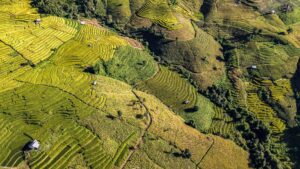 Tea Fields | Thailand | The Ultimate Travel Company