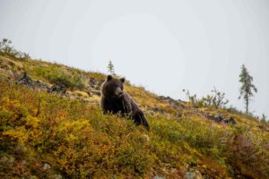 Grizzly Bear in Yukon | Luxury Canada Holidays | The Ultimate Travel Company
