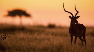 Impala in the Maasai Mara | Kenya Holidays | Kenya Safaris | The Ultimate Travel Company