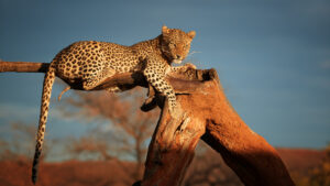 A Leopard Lying on a Tree in Namibia | Luxury Namibia Safari Holidays | The Ultimate Travel Company