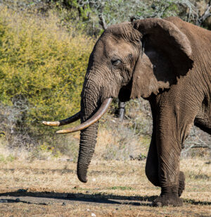 Kenya | Chyulu Hills National Park | Ultimate Travel Company
