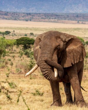 Elephant in Kidepo National Park | Luxury Uganda Holidays | The Ultimate Travel Company