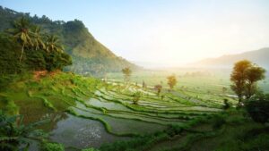 Rice Paddy | Indonesia| The Ultimate Travel Company