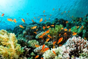 Tropical Fish Underwater in the Seychelles | Seychelles Holidays | The Ultimate Travel Company