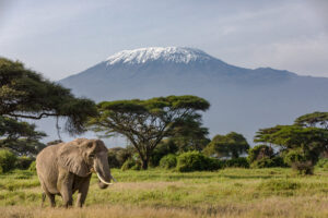 Tanzania | Elephant in front of Mount Kilimanjaro in Ambosel | Ultimate Travel Company