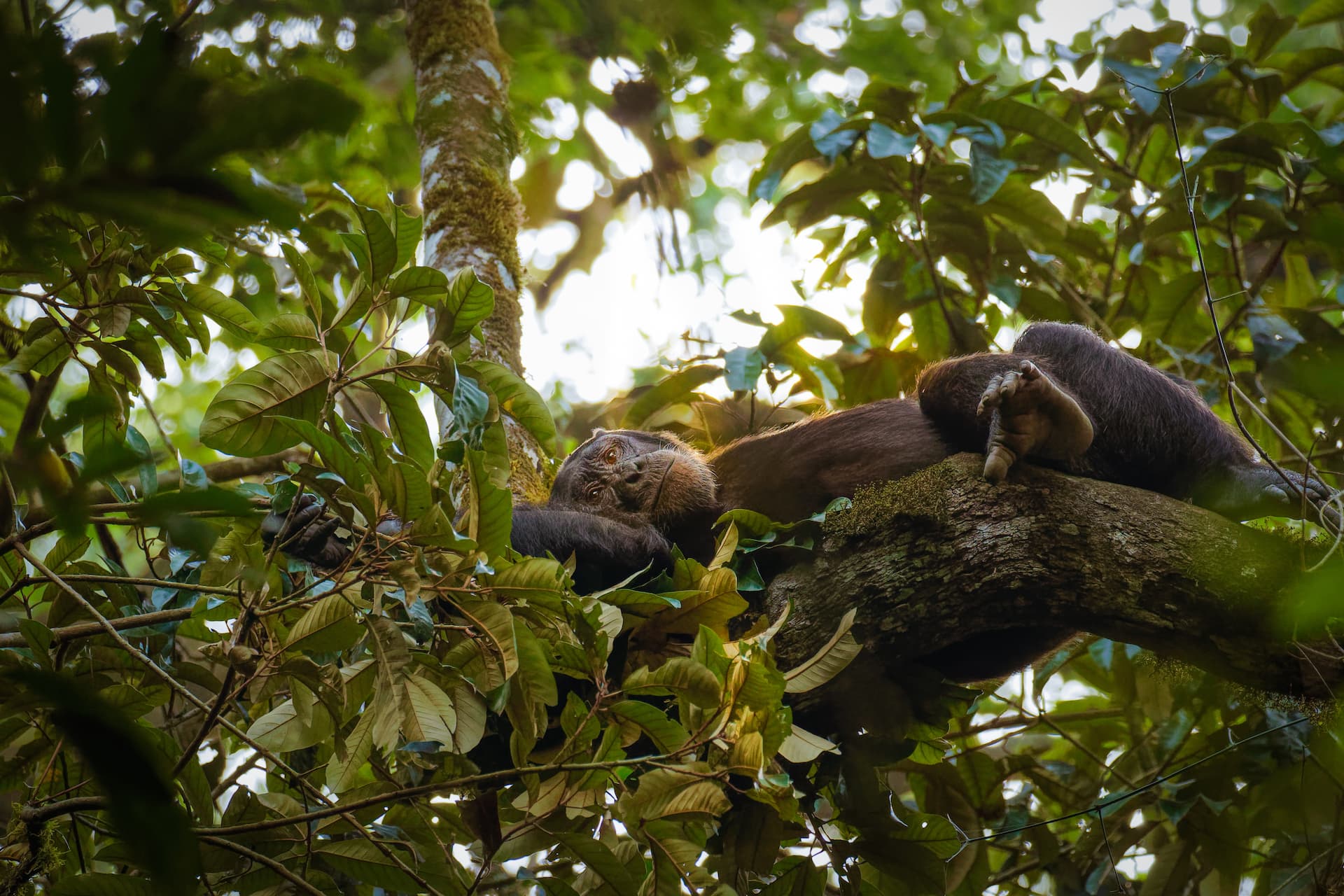 Monkey Laying on a Tree in Kibale Forest | Luxury Uganda Holidays | The Ultimate Travel Company