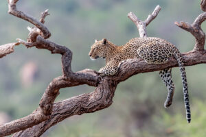 Selous Game Reserve Luxury | Leopard | Ultimate Travel Company