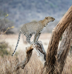 Samburu National Reserve | Discovering Rare Wildlife and Majestic Landscapes | The Ultimate Travel Company