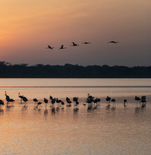 Amboseli National Park | Wildlife And Scenic Beauty | The Ultimate Travel Company