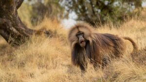 Ethiopia | Medieval Castles And Rich Cultures | The Ultimate Travel Company