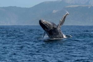Whale Watching | South Africa Safari Holidays | South Africa Holidays | The Ultimate Travel Company