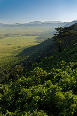Ngorongoro Crater | Forested crater rim and wall | Ultimate Travel Company